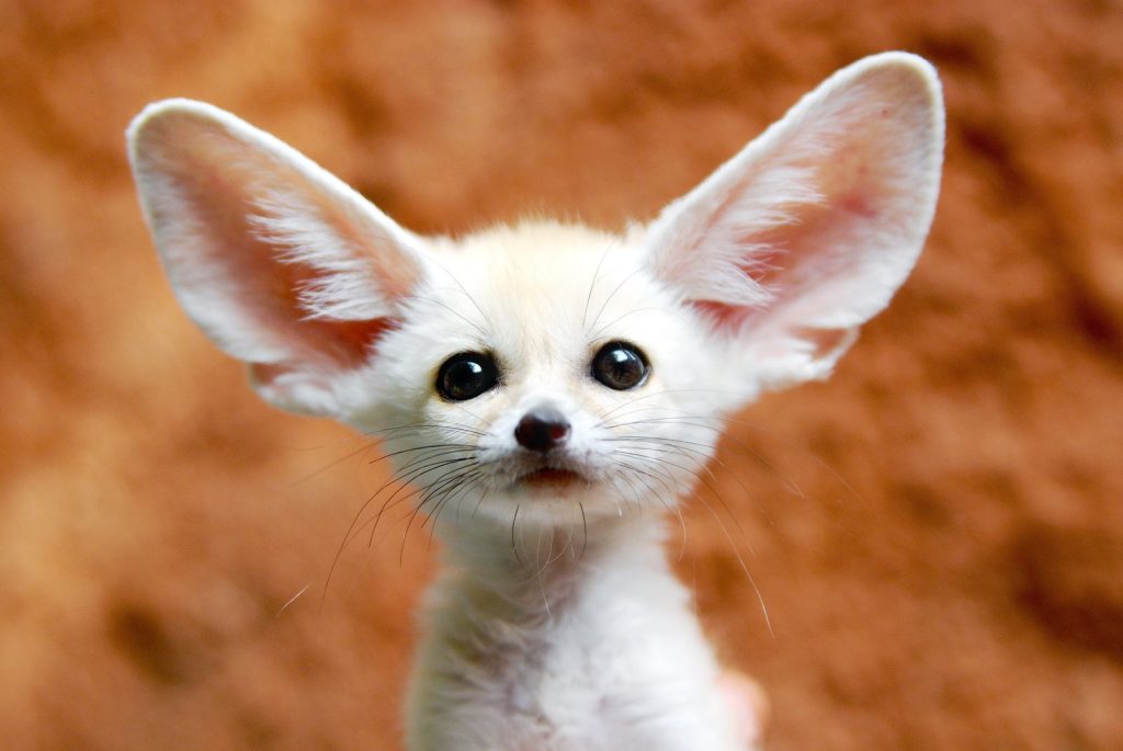 Amazing Animals