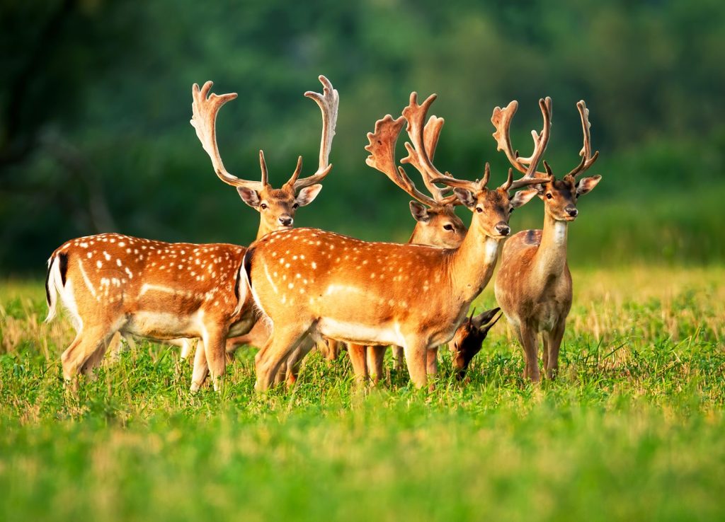 Animal | Definition, Types, & Facts | Britannica