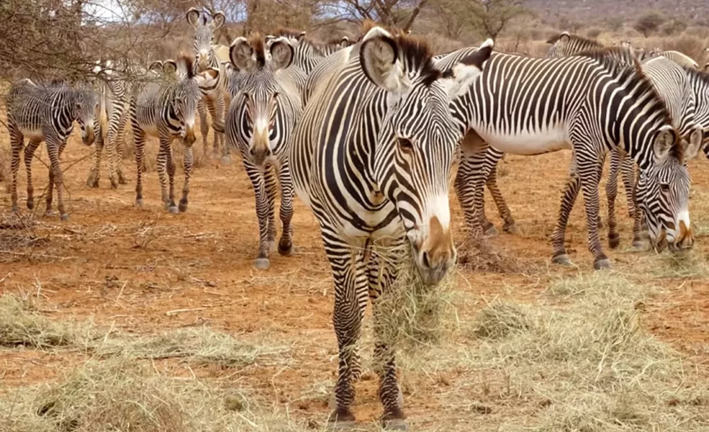 Animals