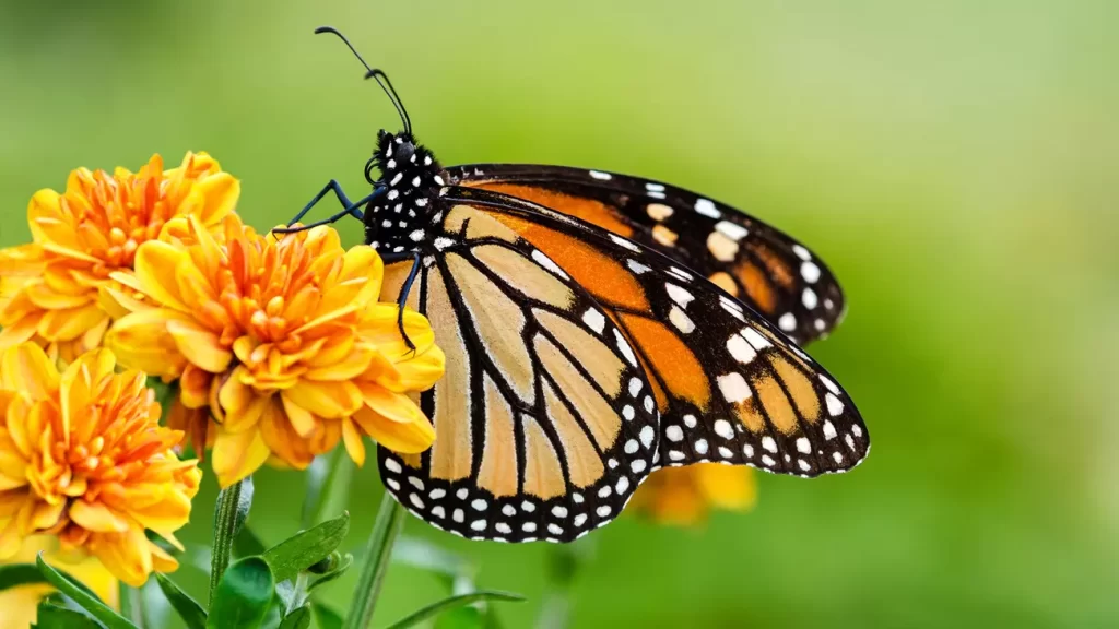 Monarch butterfly on orange garden flowers during autumn migration.