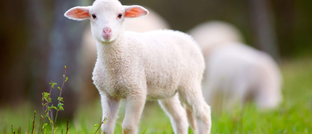 Protect Animals